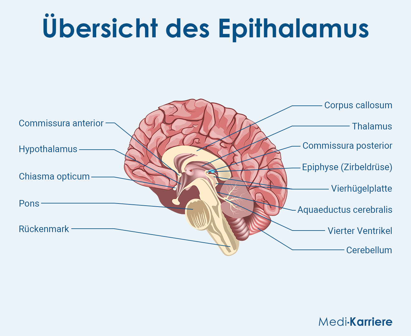 Epithalamus Grafik