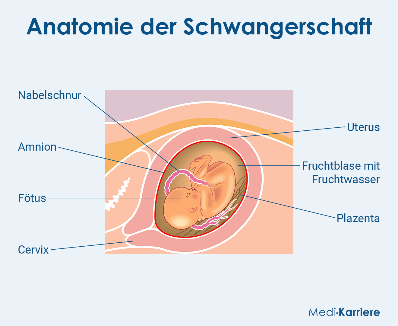 Fruchtblase Grafik