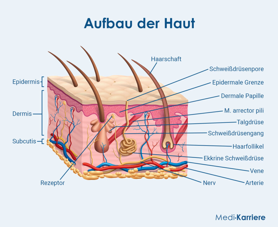 Grafik Dermis