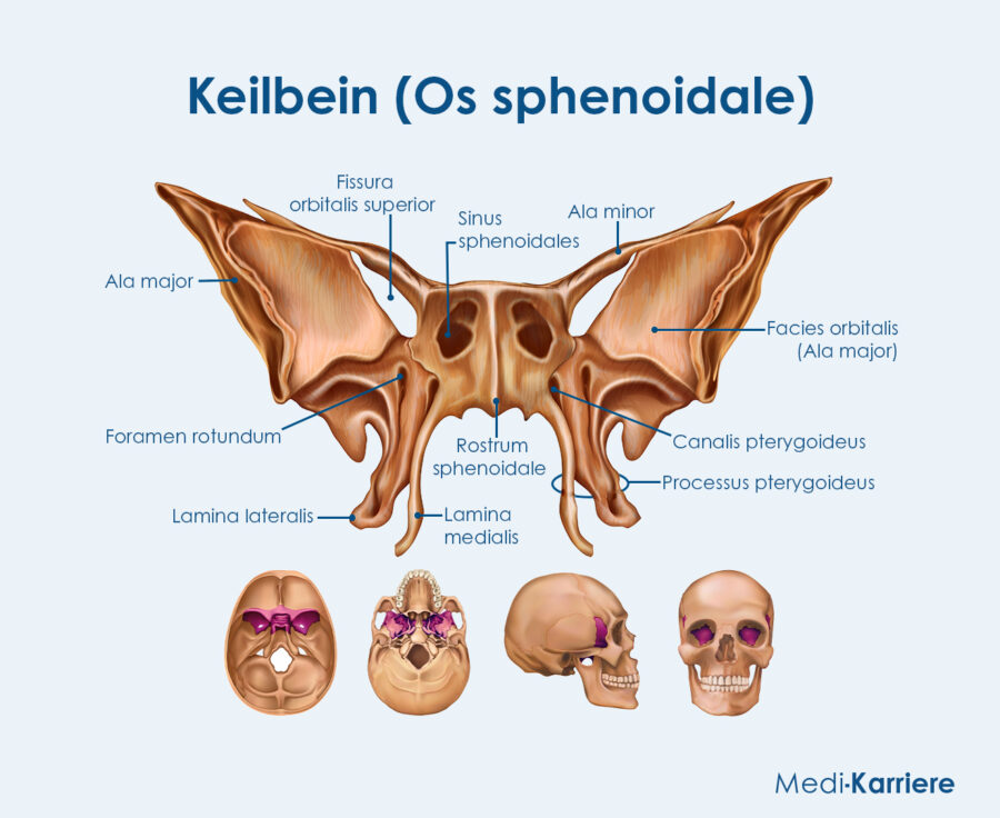 Grafik Keilbein