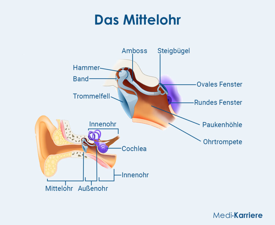 Grafik Mittelohr