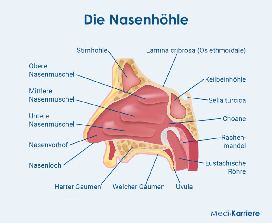 Grafik Nase