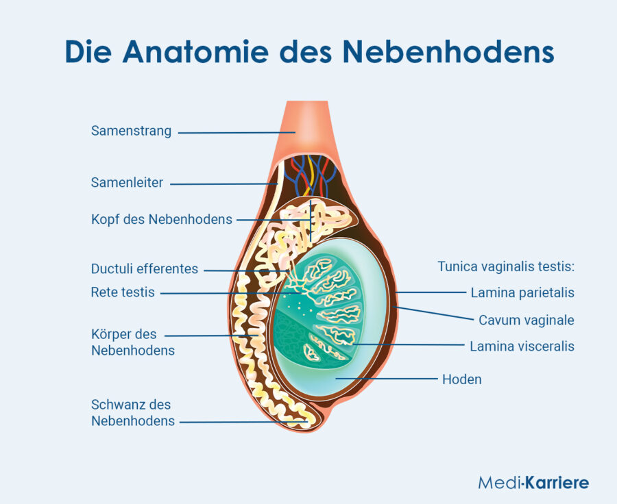 Grafik Nebenhoden