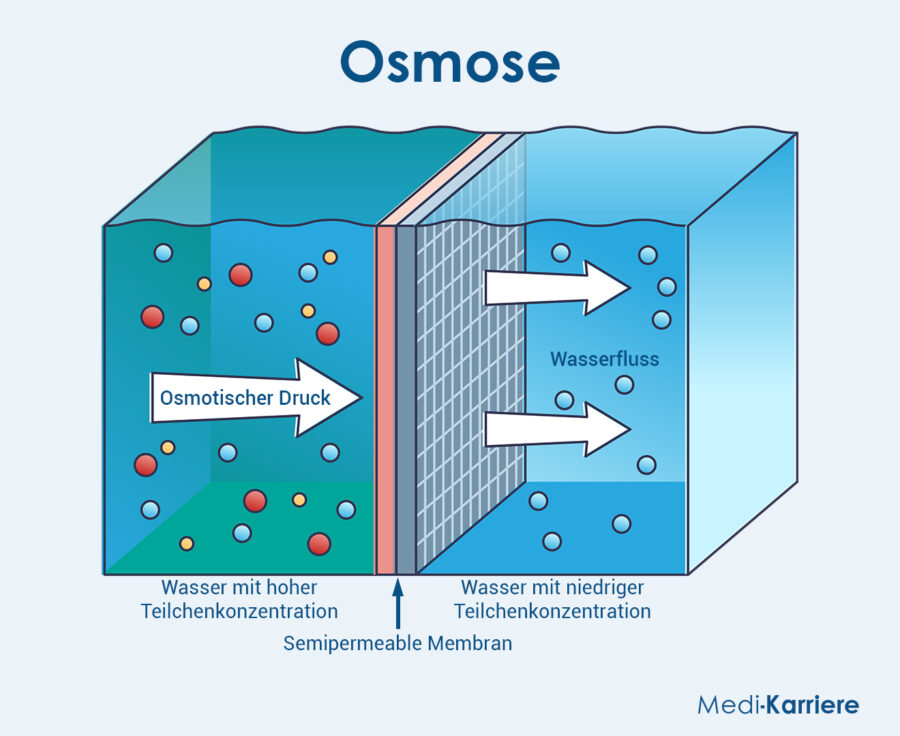 Grafik Osmose