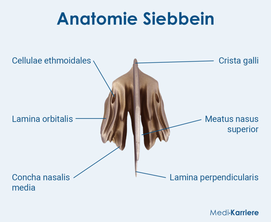 Grafik Siebbein