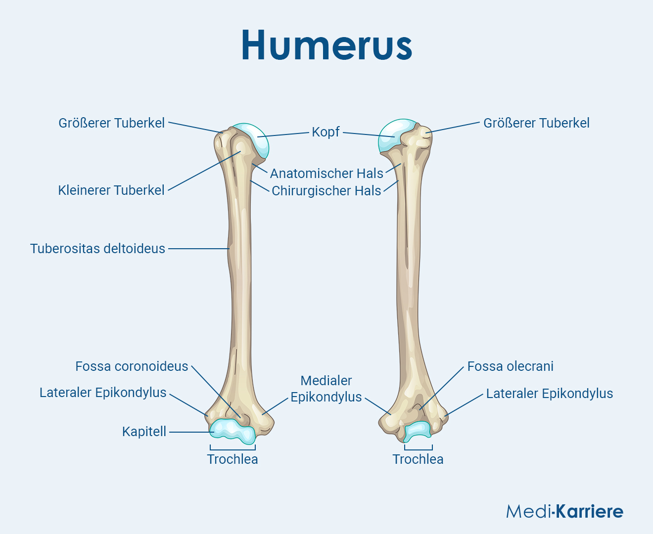 Humerus Grafik