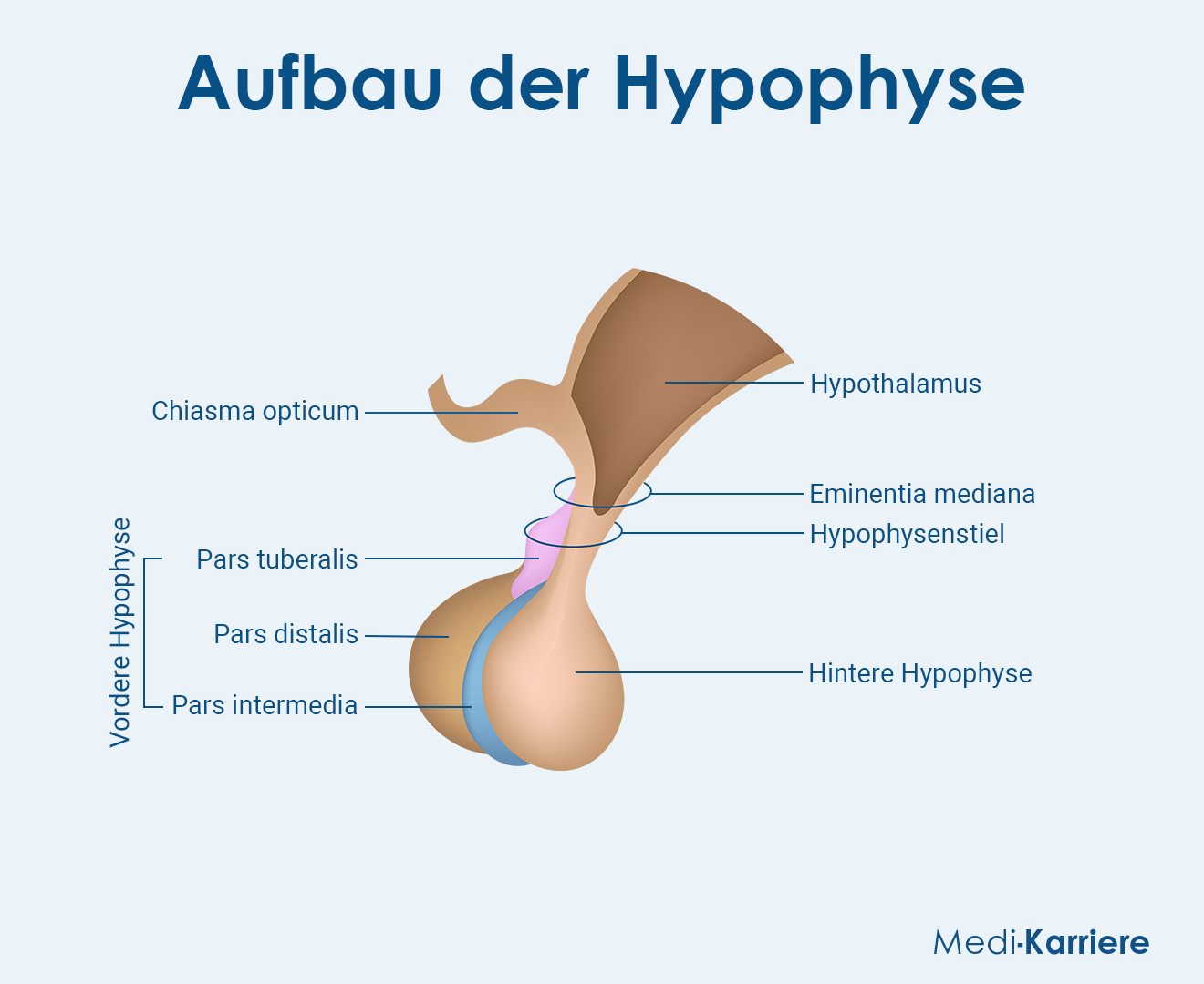 Hypophyse Grafik