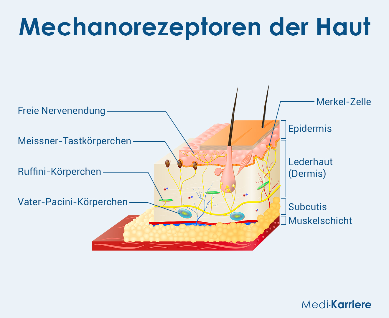 Mechanorezeptoren Grafik