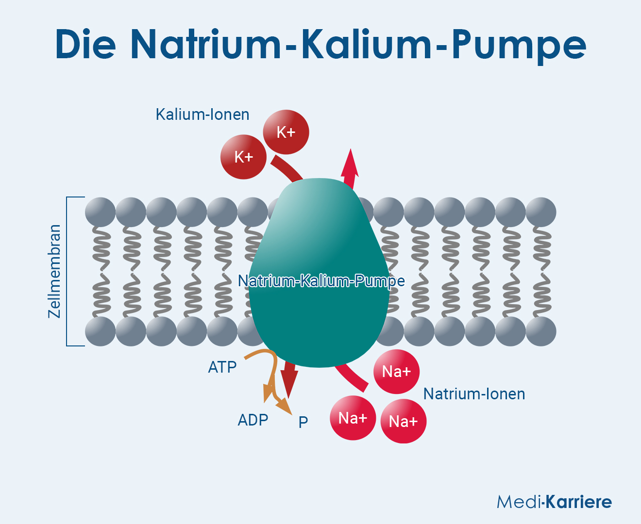 Natrium Kalium Pumpe Grafik