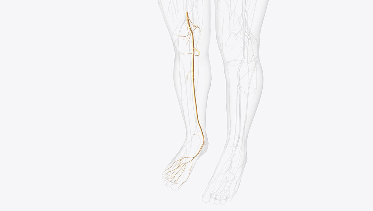 Tibial,Nerve,And,Terminal,Branches,3d,Illustration