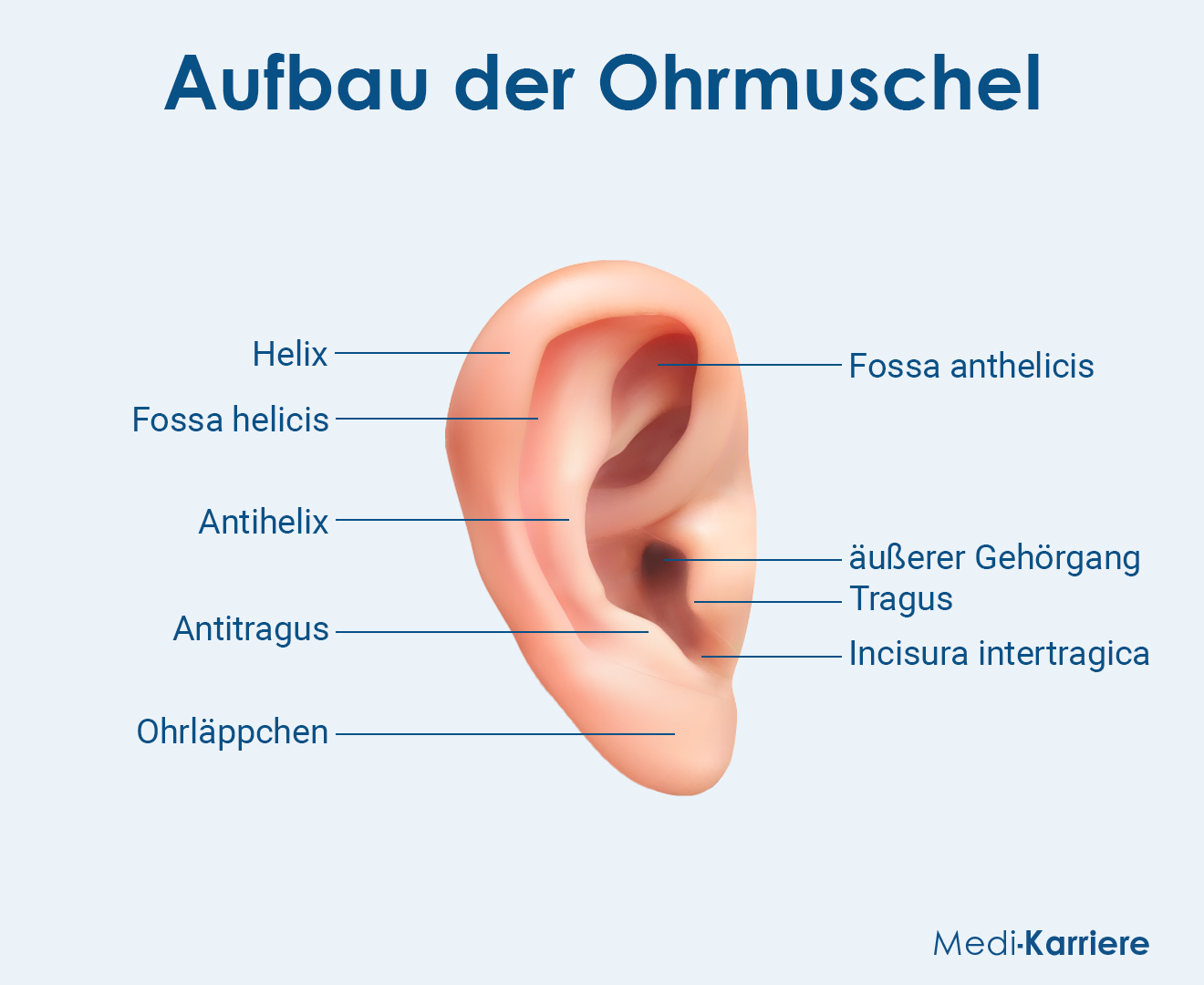 Ohrmuschel Grafik