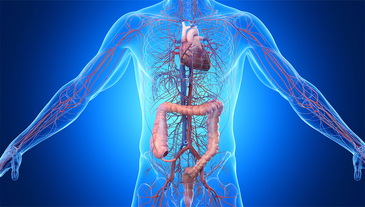 3d,Rendered,Illustration,Of,Male,Anatomy, ,Colon,And,Cardiovascular