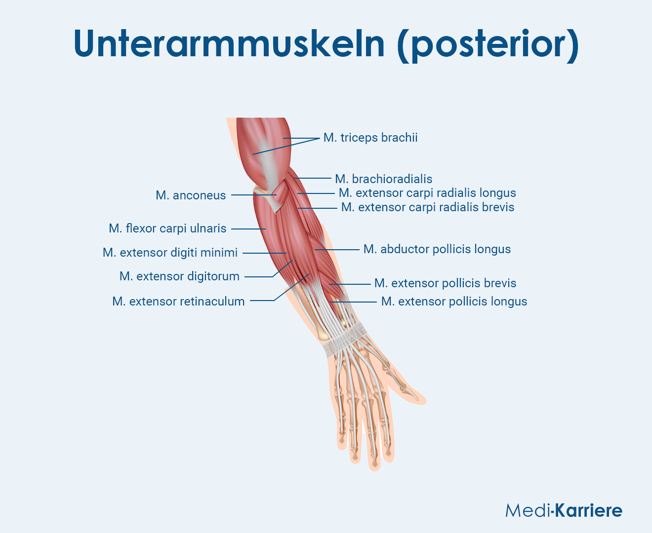 Unterarmmuskeln 2 Grafik