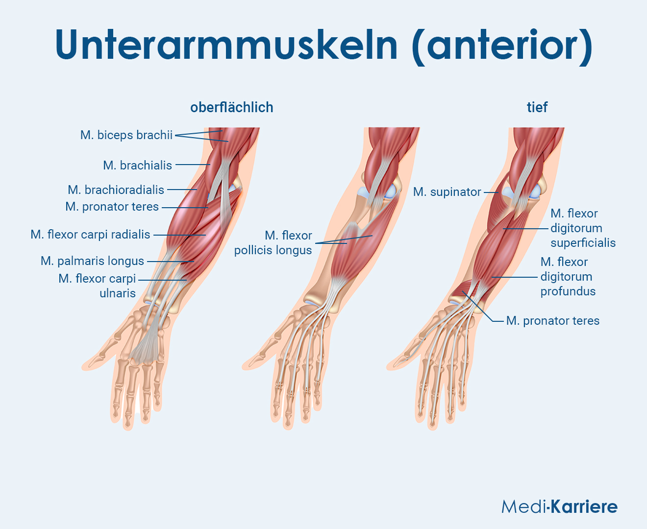 Unterarmmuskeln Grafik