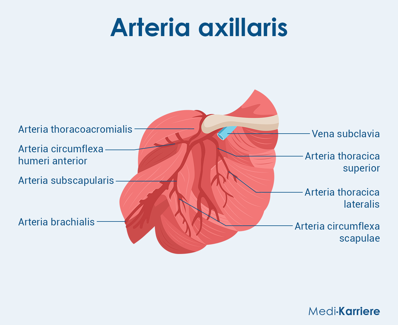 Arteria Axillaris Grafik