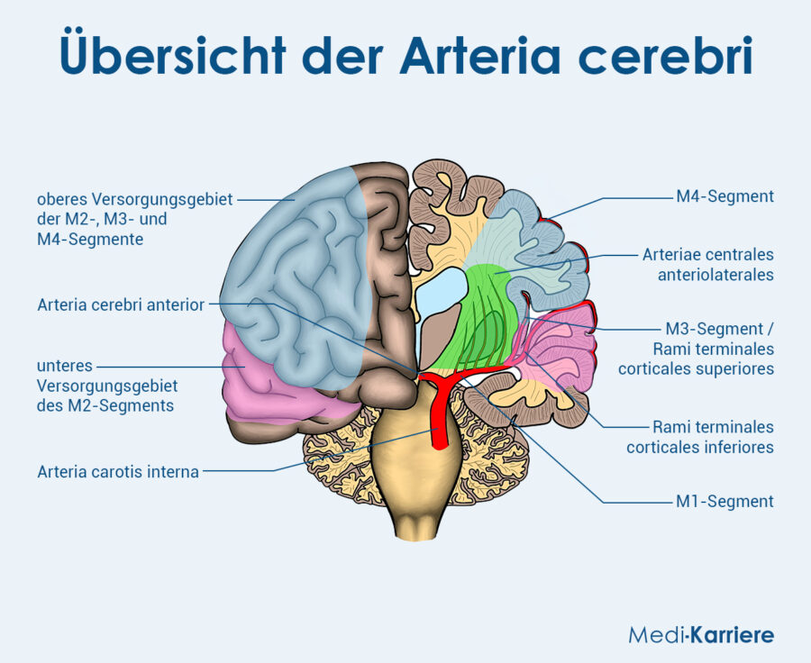 Arteria Cerebri Media Grafik