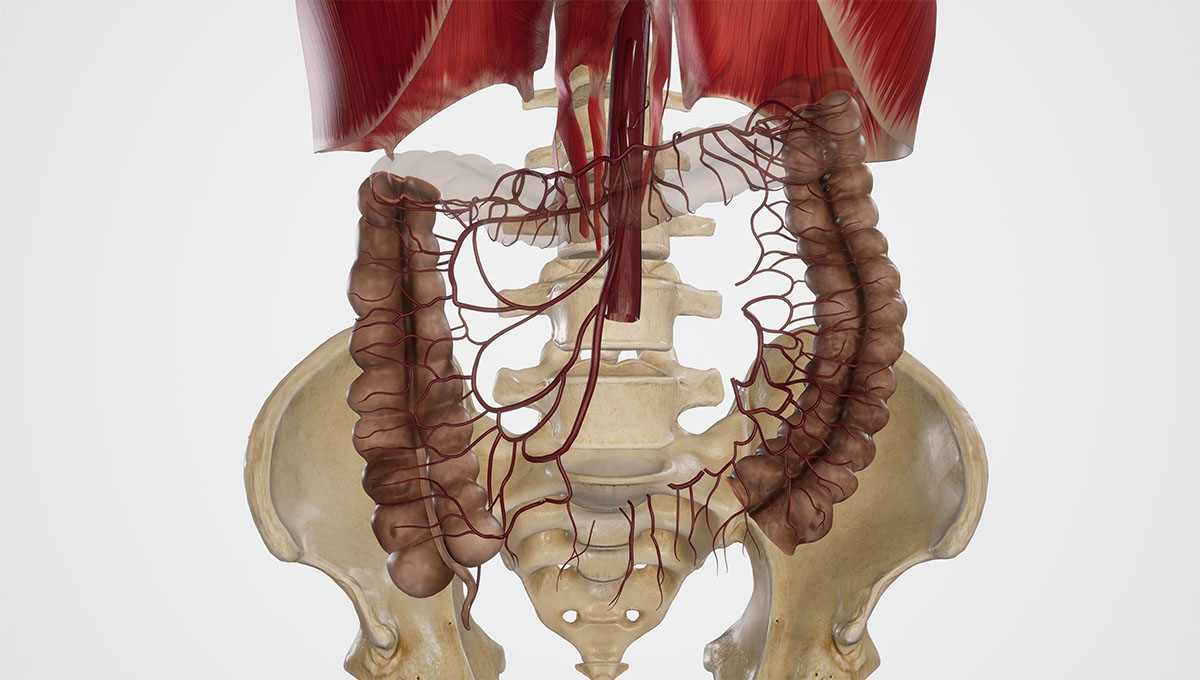 Superior,Mesenteric,Artery,And,Its,Branches.3d,Rendering