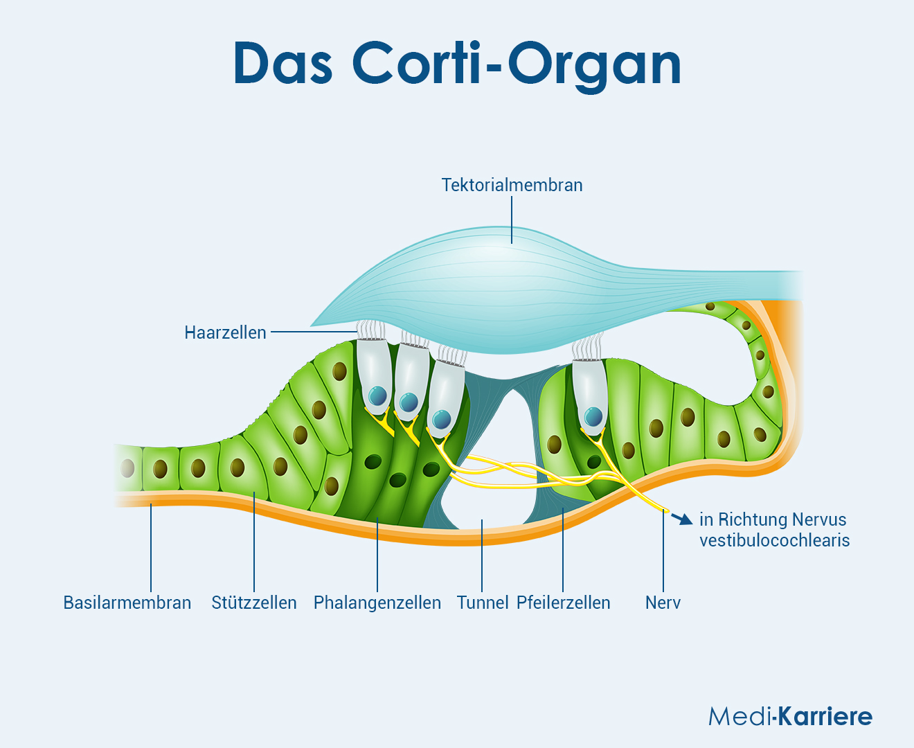 Corti Organ Grafik