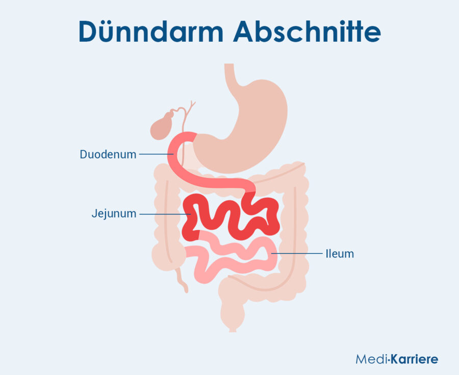 Dünndarm Grafik