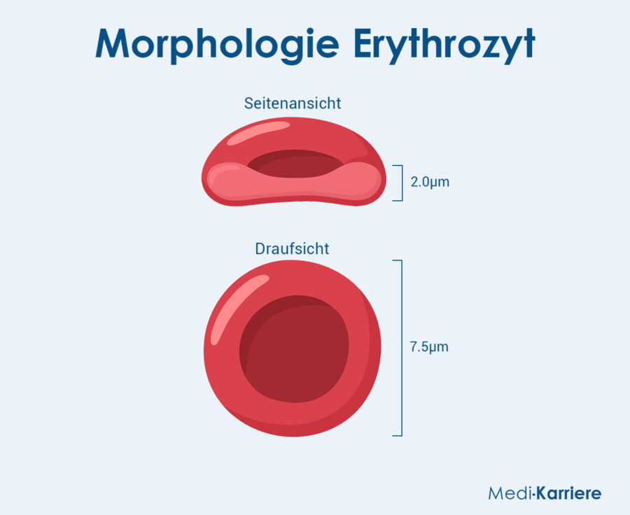 Erythrozyten Grafik