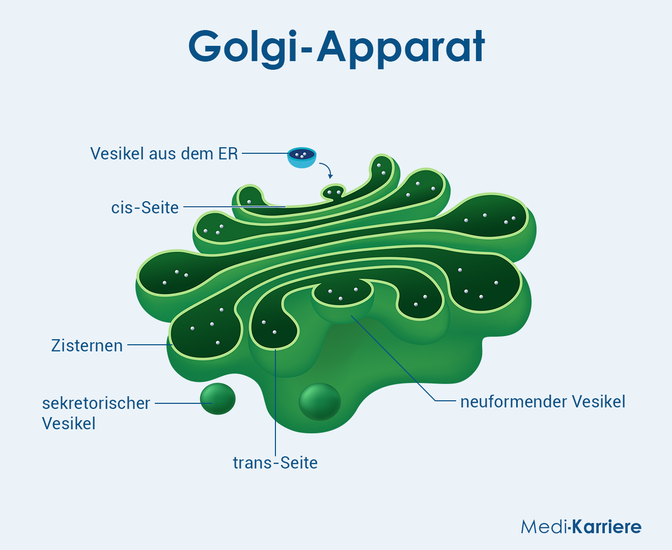 Golgi Apparat Grafik