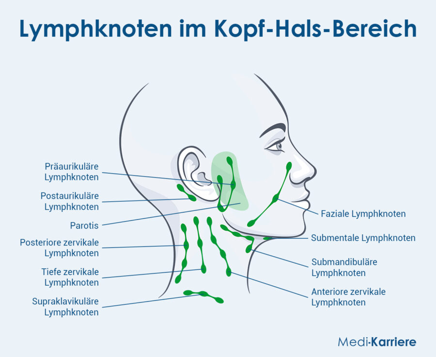 Grafik Halslymphknoten