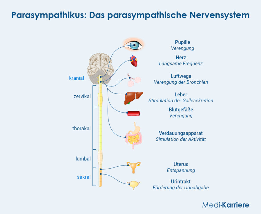 Grafik Parasympathikus