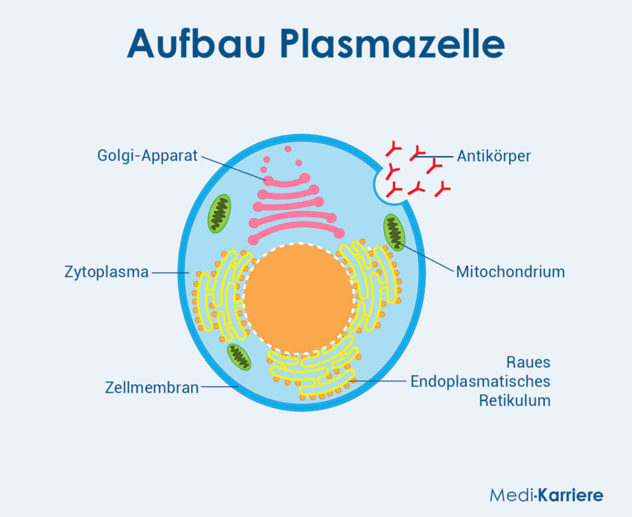 Grafik Plasmazellen