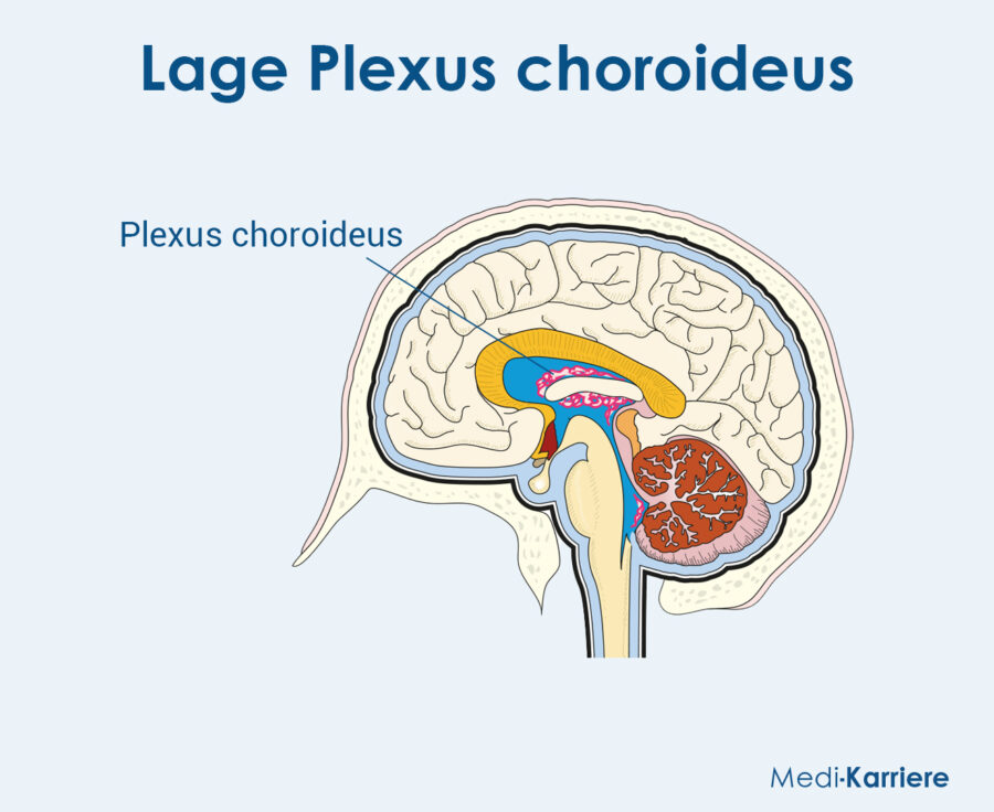 Grafik Plexus Choroideus