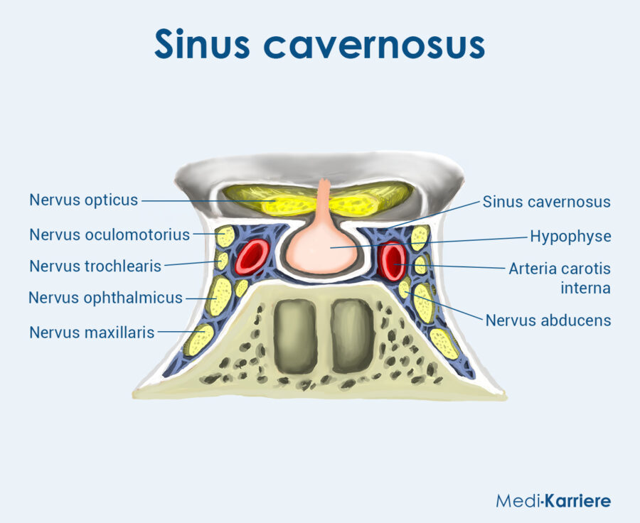 Grafik Sinus Cavernosus