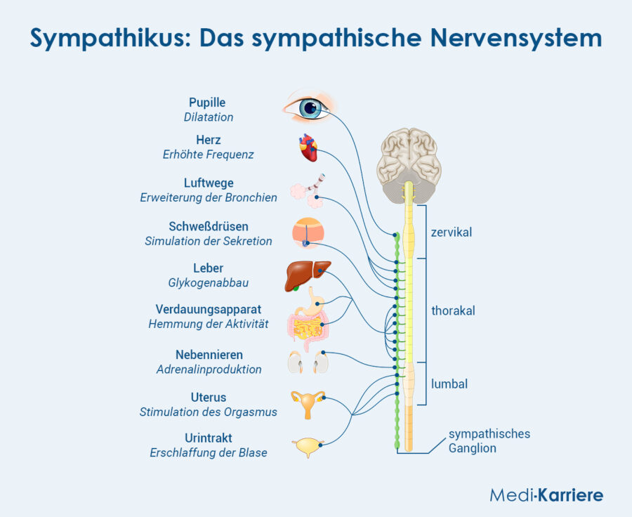 Grafik Sympathikus