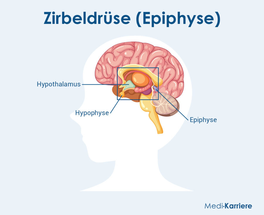 Grafik Zirbeldrüse