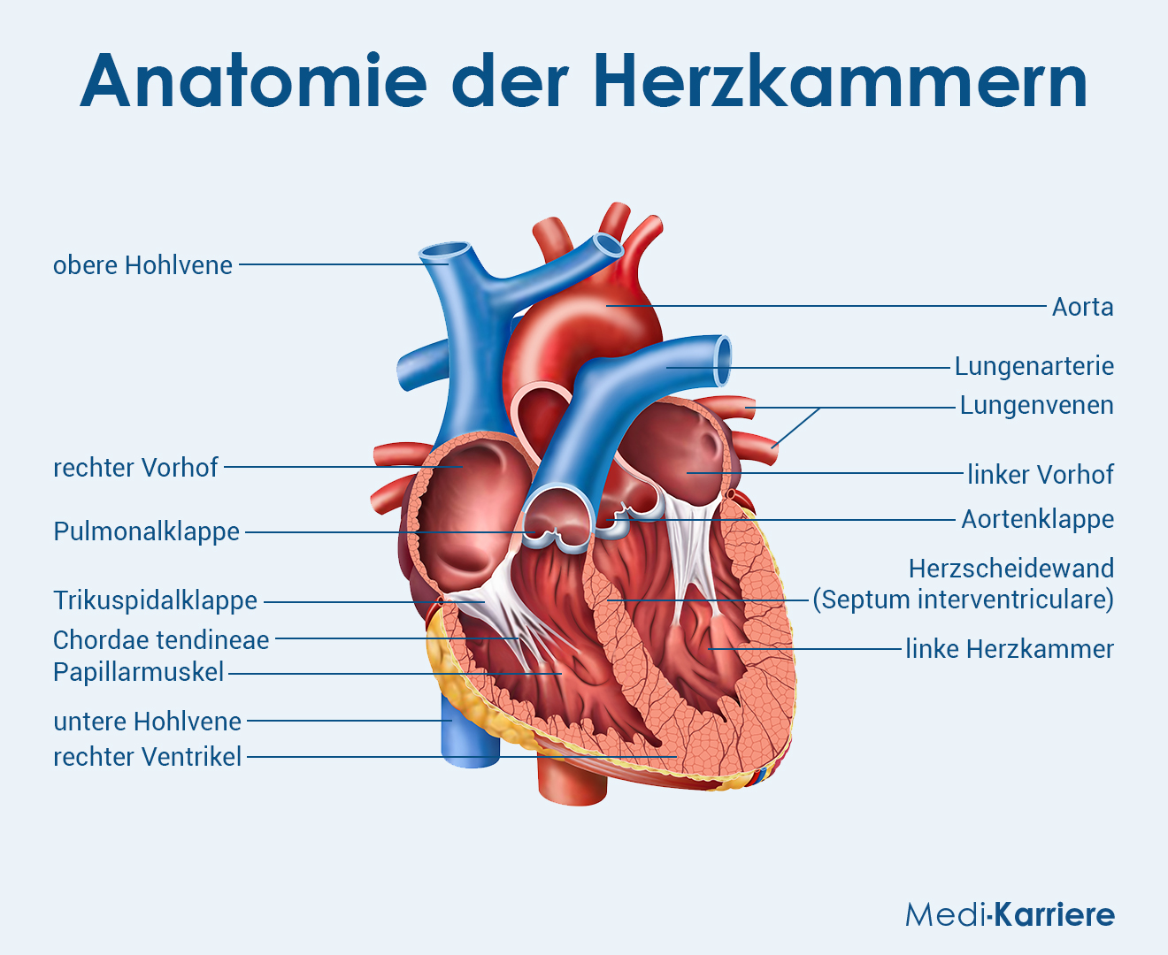 Herzkammer Grafik