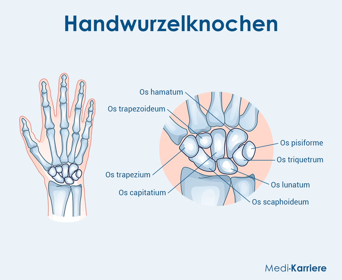 Kahnbein Grafik