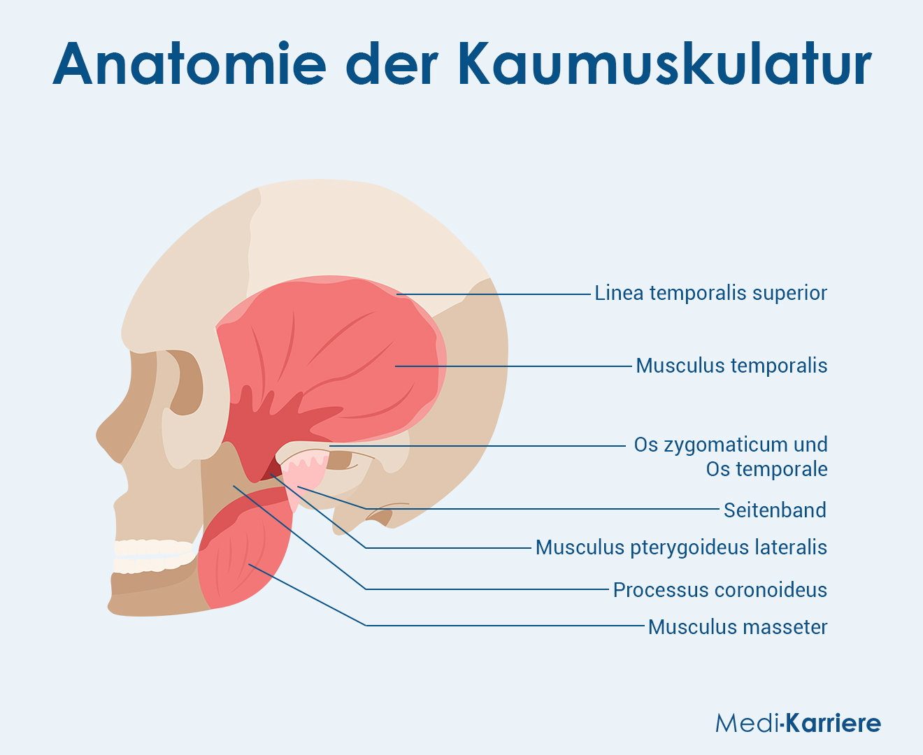 Kaumuskulatur Grafik