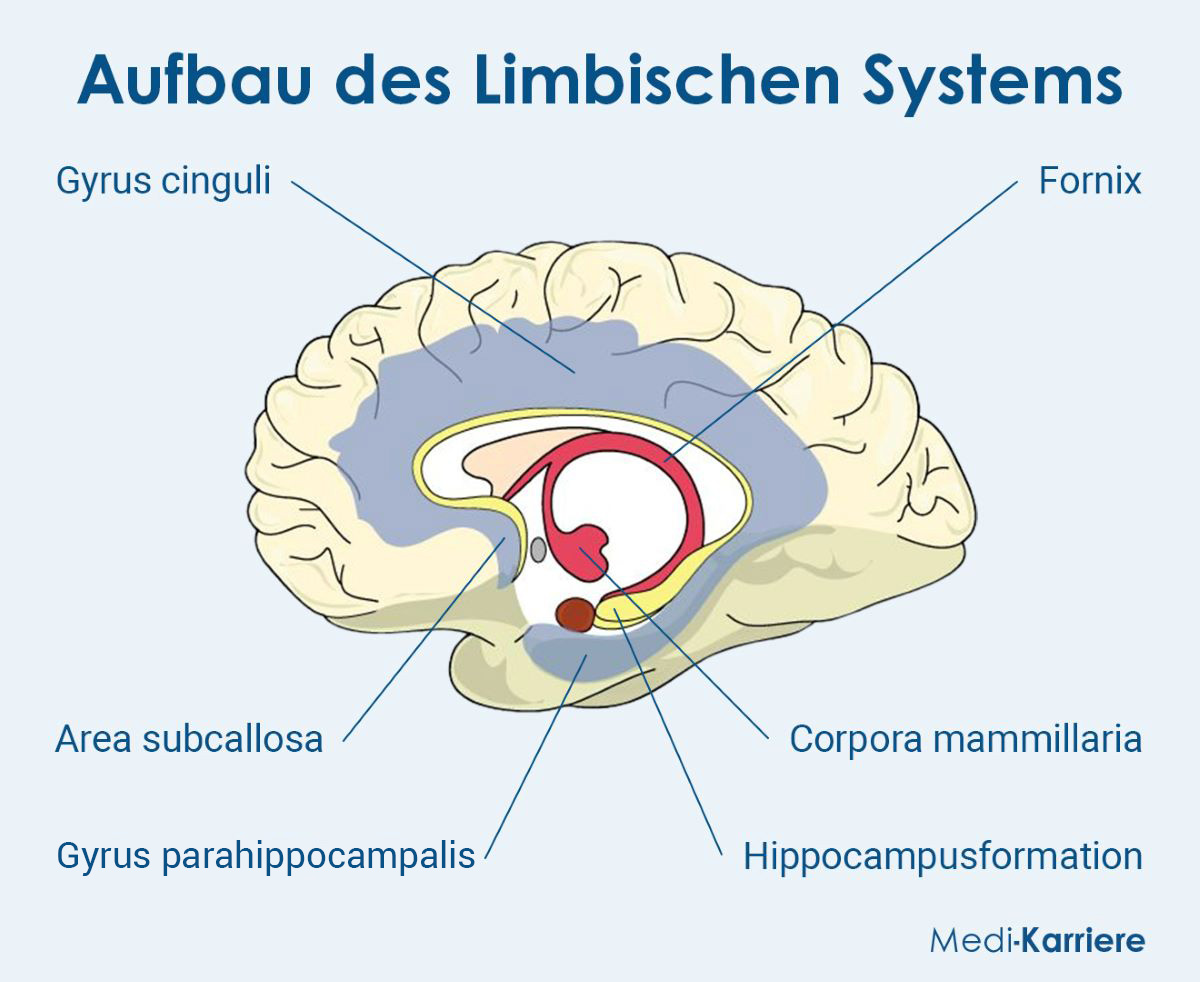 Limbisches System Grafik