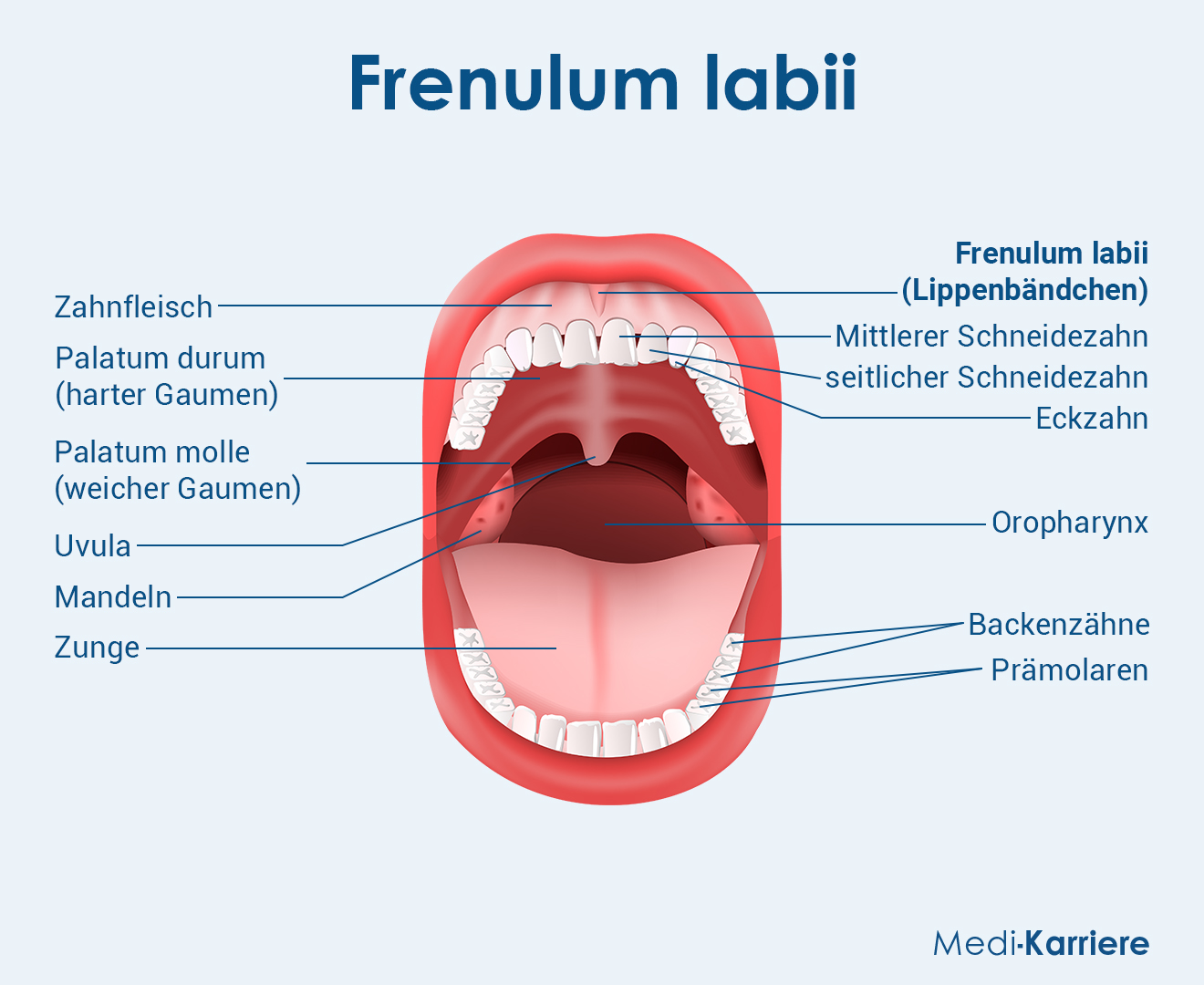 LippenbÃ¤ndchen Grafik