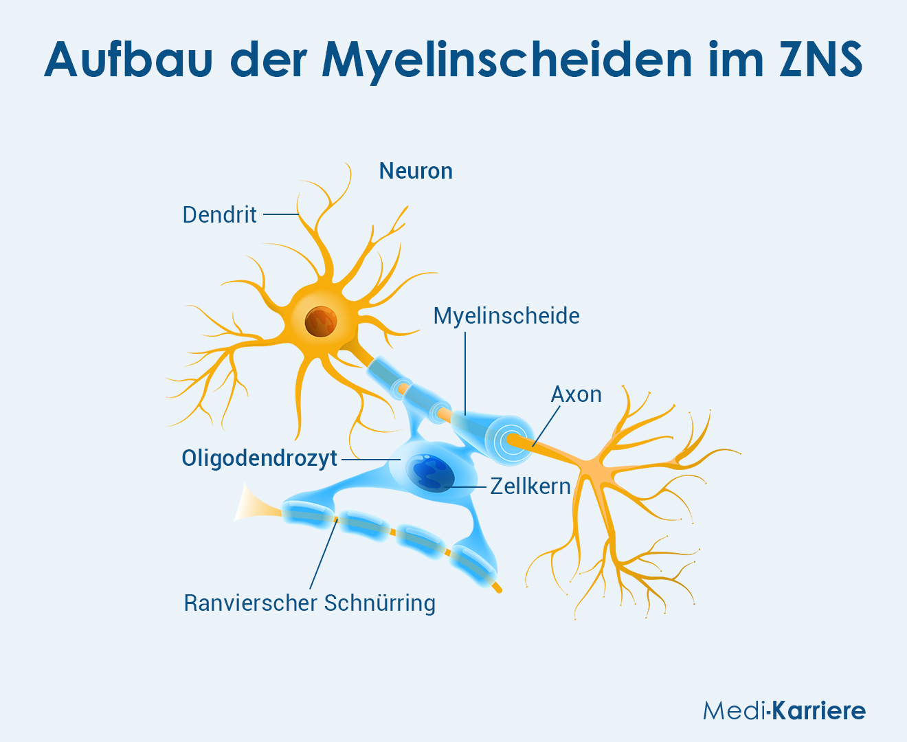 Myelinscheide 2