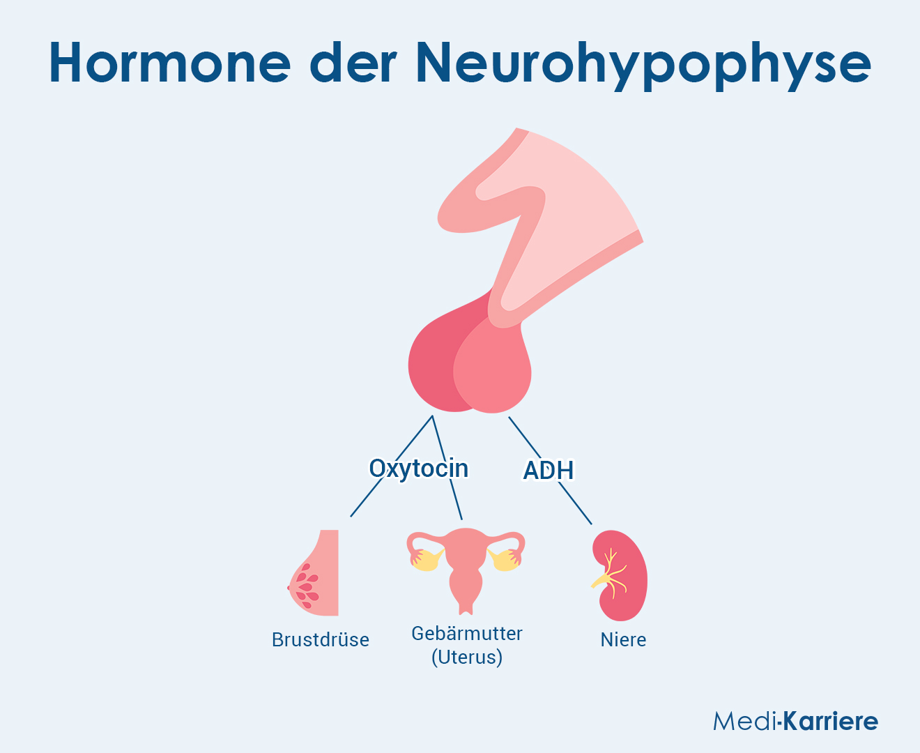 Neurohypophyse Grafik