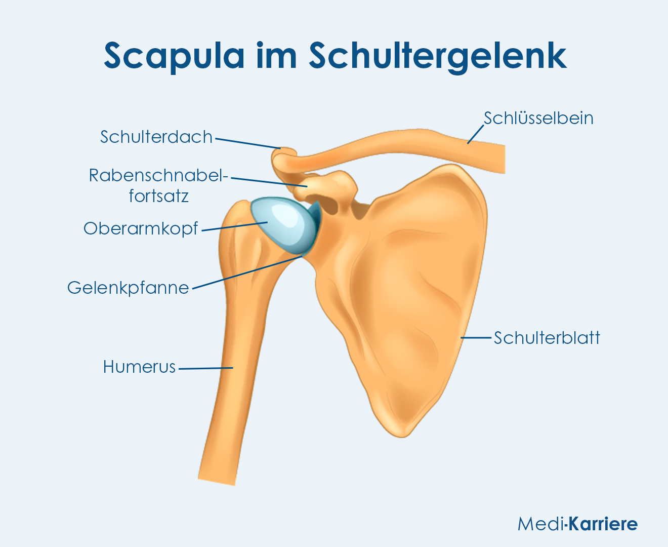 Scapula.Grafik