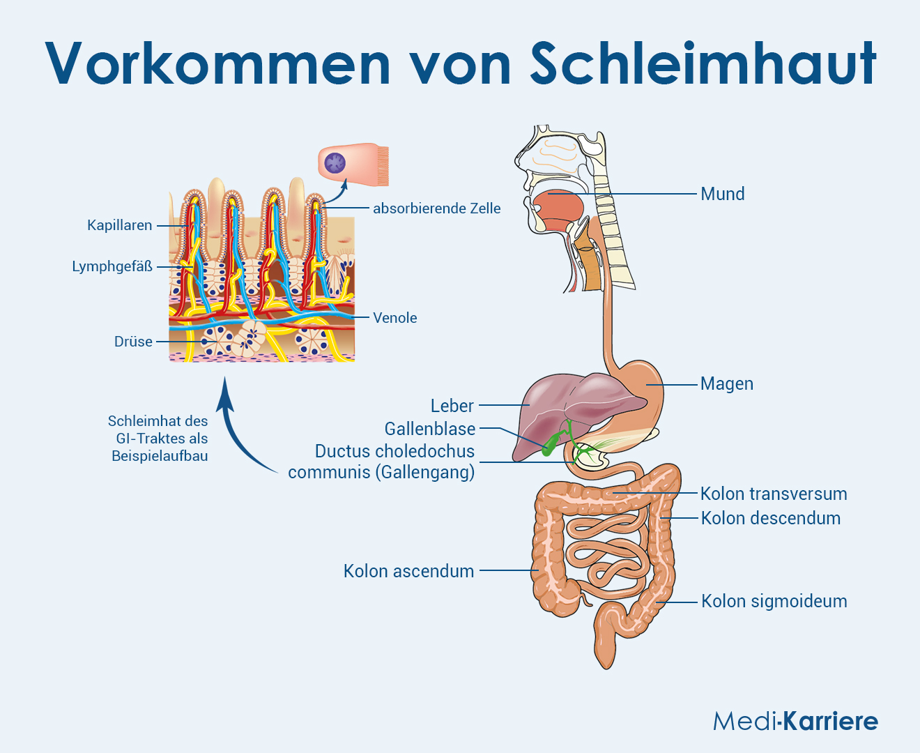 Schleimhaut Grafik