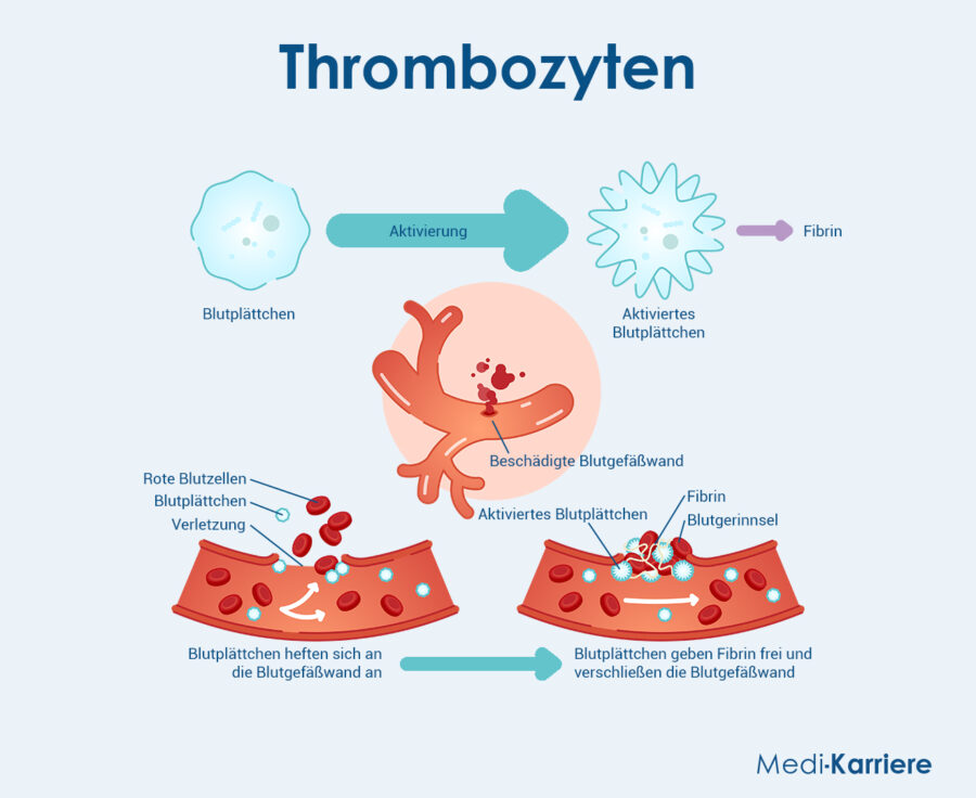 Thrombozyten Grafik