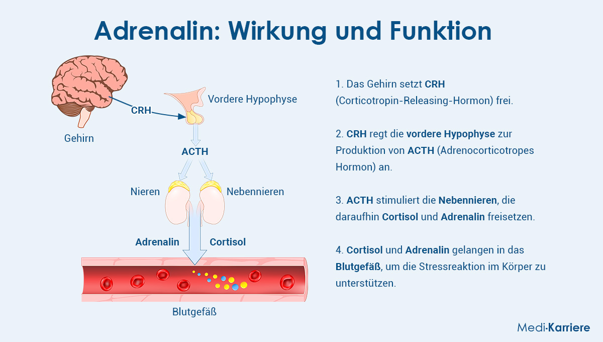 Adrenalin Wirkung und Funktion   Medi Karriere