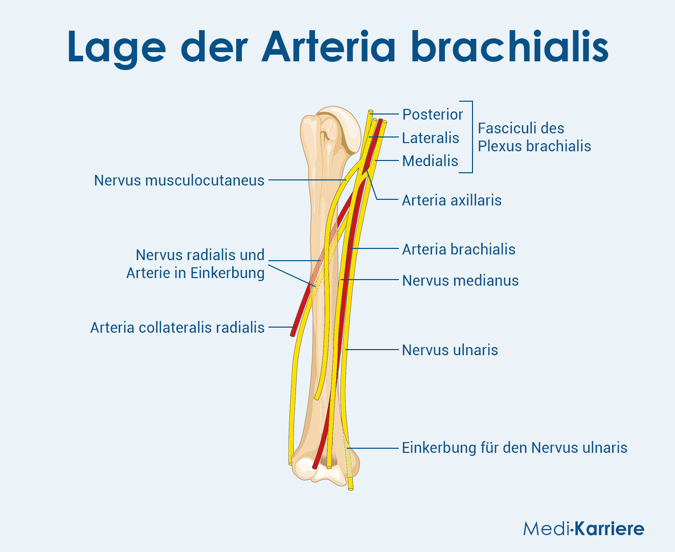 Arteria Brachialis Grafik