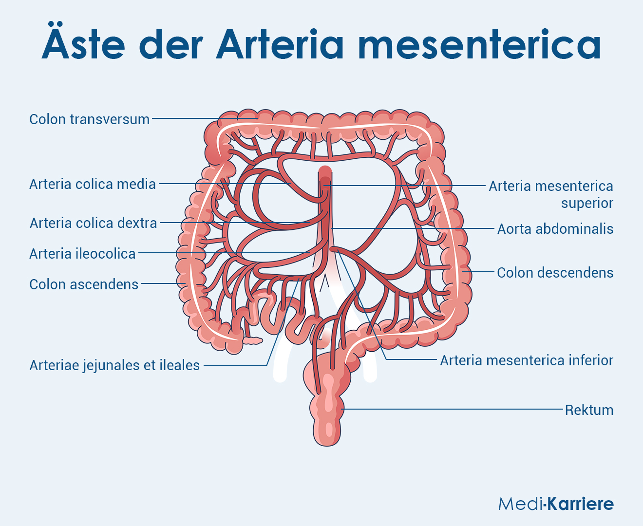 Arteria Mesenterica 1 Grafik