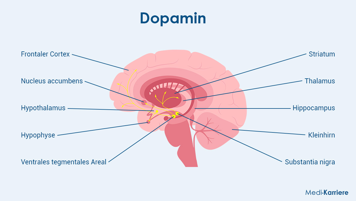 Dopamin Grafik