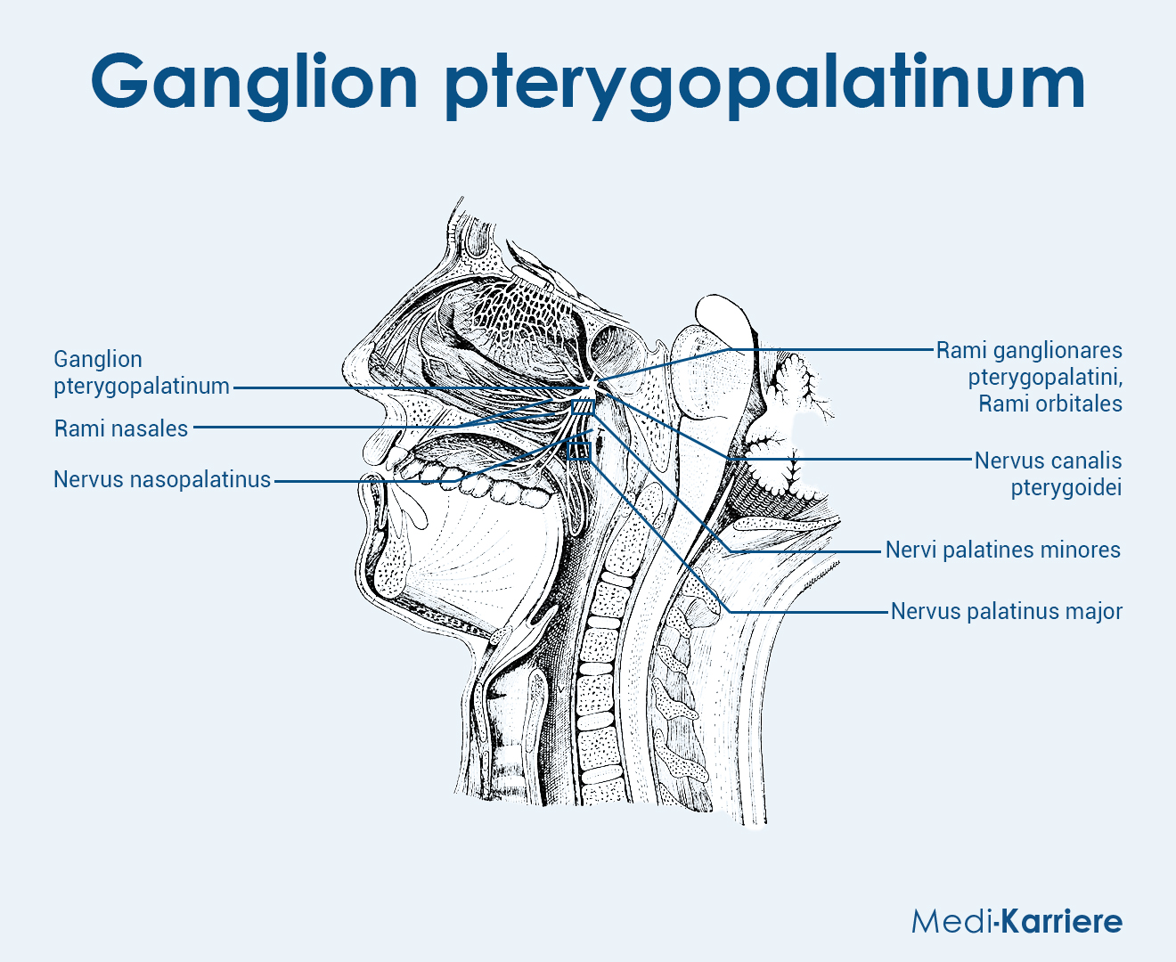 Ganglion Pterygopalatinum Grafik