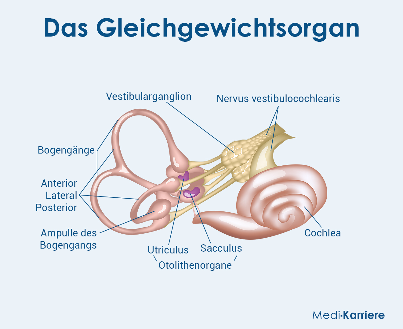 Gleichgewichtsorgan Grafik