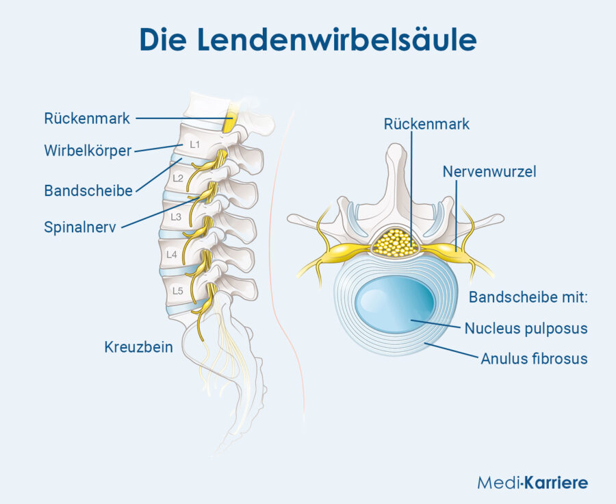 Grafik Lendenwirbelsäule