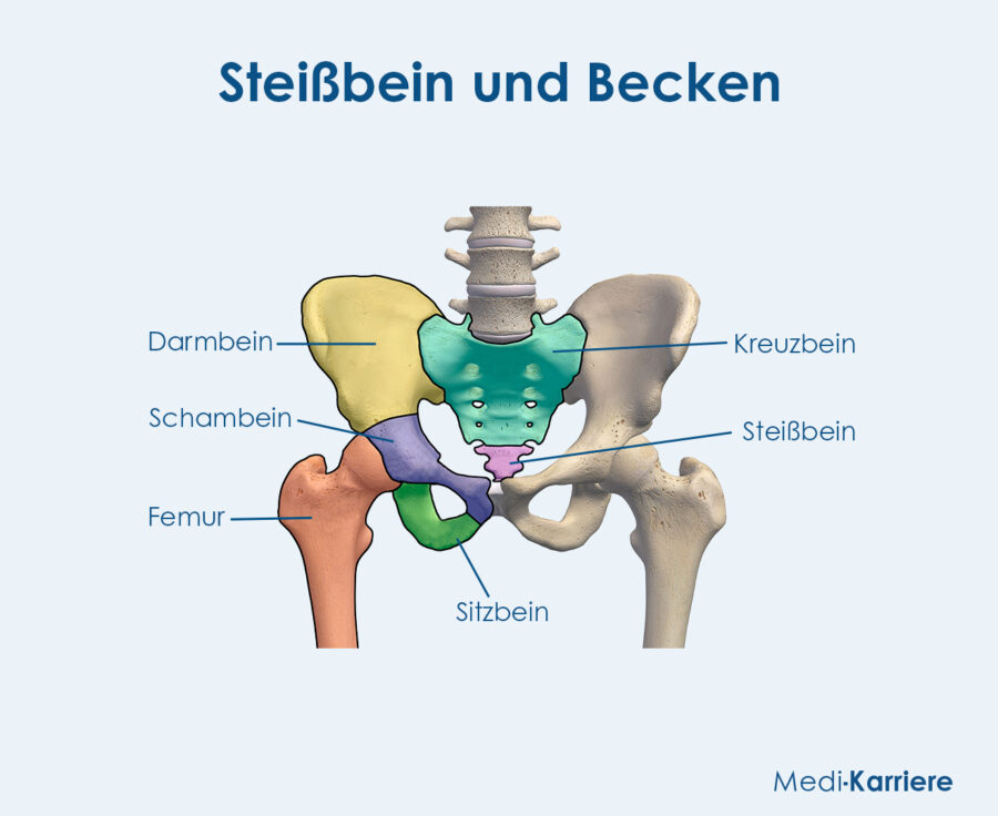 Grafik Steißbein